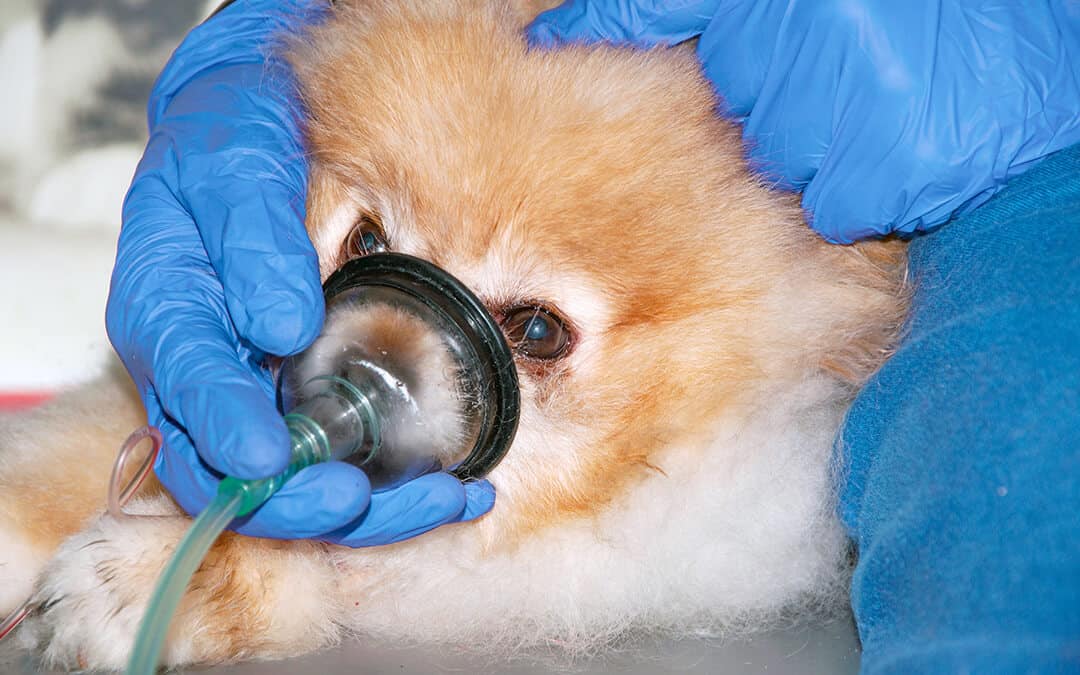 6 Ways Animals Receive Oxygen In Veterinary Medicine