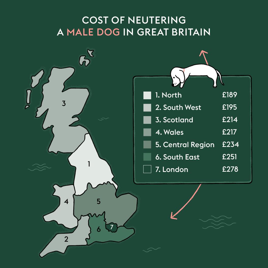 How Much Does It Cost To Neuter A Dog? | Manypets