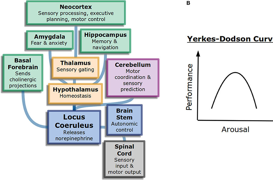 Frontiers | Attention In Psychology, Neuroscience, And Machine Learning