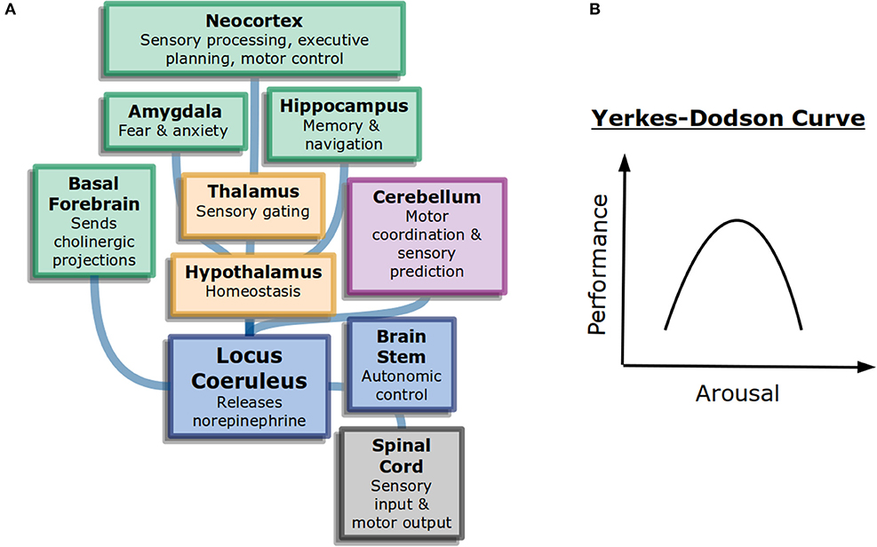 Frontiers | Attention In Psychology, Neuroscience, And Machine Learning