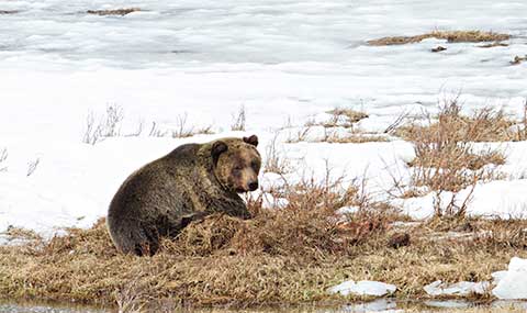 Grizzly Bear - Yellowstone National Park (U.S. National Park Service)