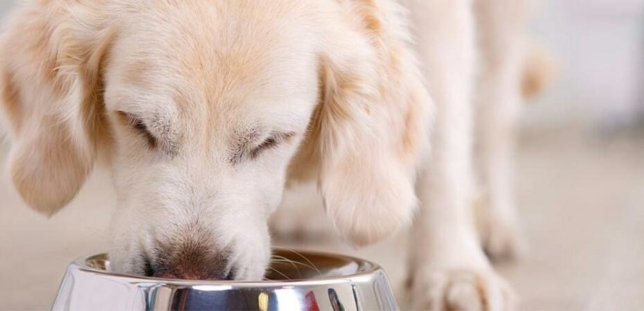 Implications Of Changing Your New Dog'S Dog Food | Hill'S Pet