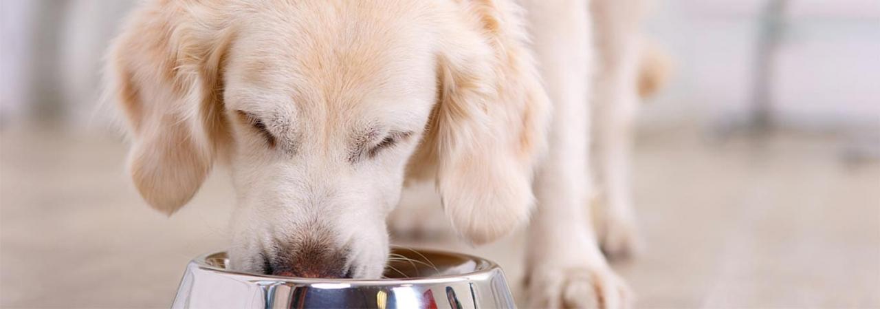 Implications Of Changing Your New Dog'S Dog Food | Hill'S Pet