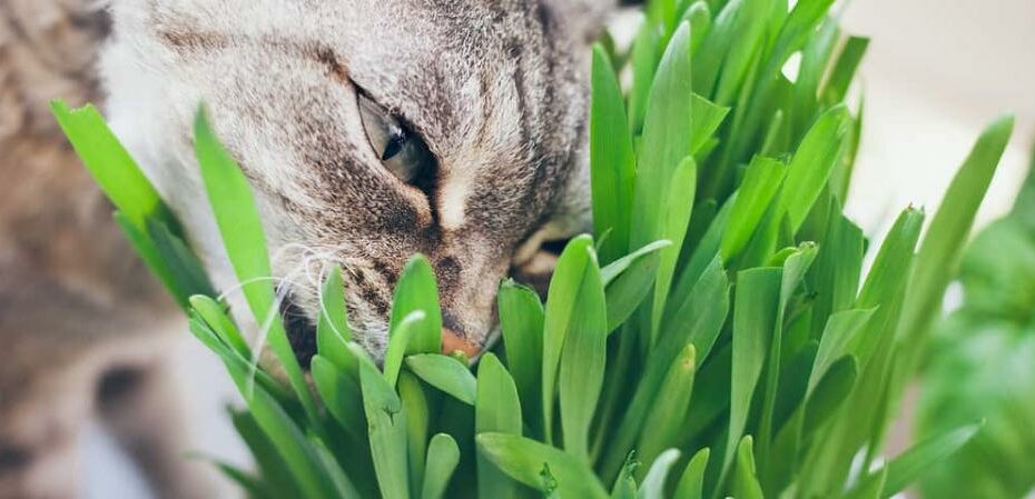 What Is Cat Grass? | Hill'S Pet