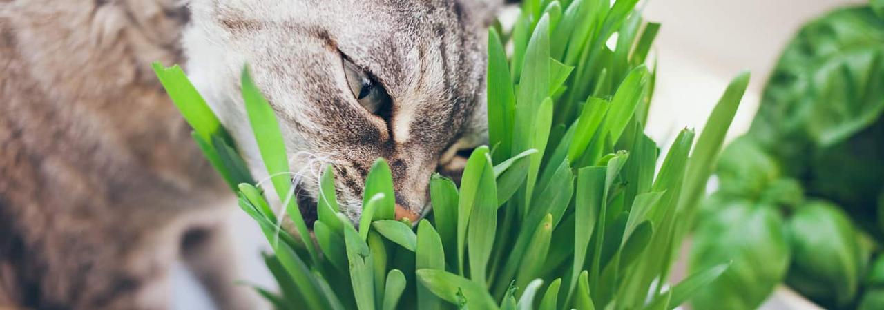 What Is Cat Grass? | Hill'S Pet