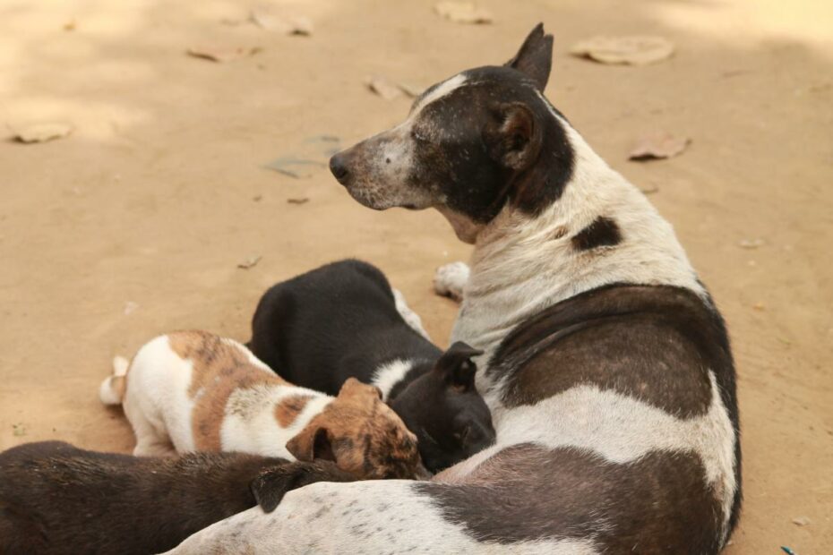 How To Dry Up A Dog'S Milk And Help Mom Stop Producing - Pethelpful