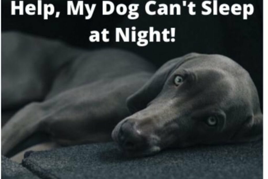 Help, My Dog Won'T Sleep At Night: 12 Tips For A Restful Night - Pethelpful