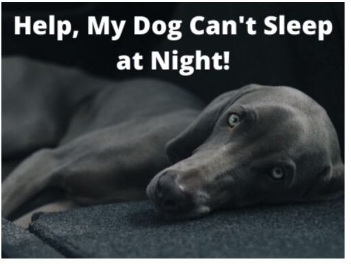 Help, My Dog Won'T Sleep At Night: 12 Tips For A Restful Night - Pethelpful