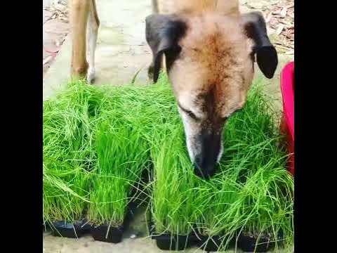 Growing Wheatgrass For Our Dogs - Youtube