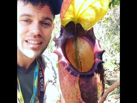 Nepenthes Raja Worlds Largest Species Of Carnivorous Plant! - Youtube
