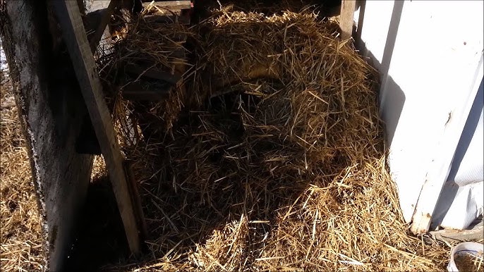 Hay! Hay! Keep Your Dog Warm By Ron Ramos - Youtube