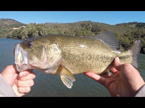 Bass Fishing At Almaden Reservoir - Youtube