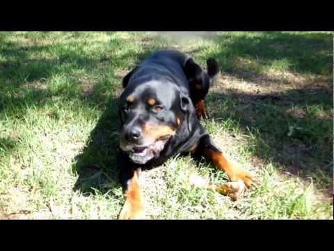 Shine The Rottweiler Loves Pork Bones: Video