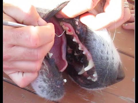 Diy Home Cleaning Tartar Off Dogs Teeth Scraping Plaque Removal Large Dog  Lab Husky Setter Retriever - Youtube