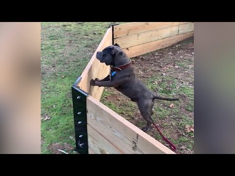 Can An American Bully Jump A Fence? - Pitbulltribe.Com