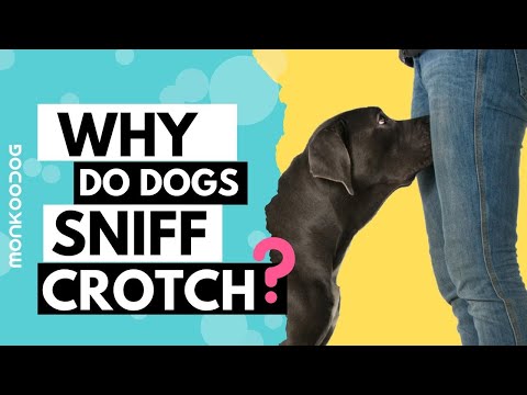 Can Dogs Smell Your Scent On Clothes? - 27F Chilean Way