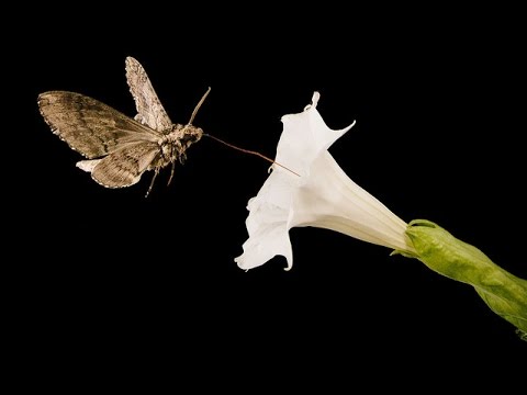 Moon Flower #7 - Pollinated By Sphinx Moth (Time-Lapse) - Youtube