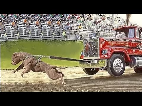 Top 10 Extremely Powerful Dog Breeds For Weight-Pulling I Strongest Dogs -  Youtube