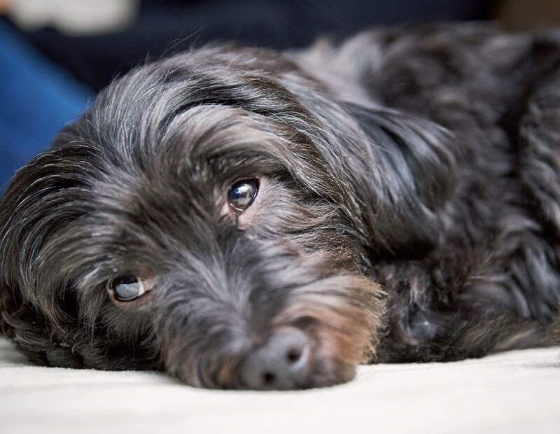 Kidney Failure In Dogs - Signs & Symptom | Rossmoyne Animal Emergency  Trauma Center | Mechanicsburg