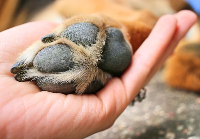 What To Do If Your Dog Has A Cut Paw | Berkeley Vet Blog