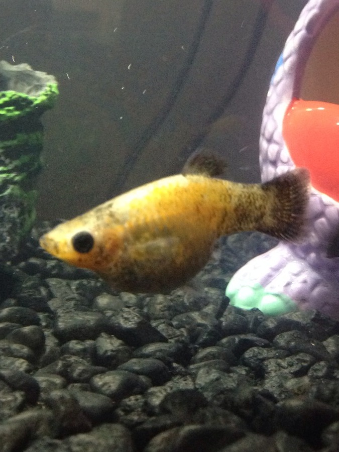 My Molly Fish Is Pregnant When Will She Give Birth? And What Are The Signs  ... | My Aquarium Club