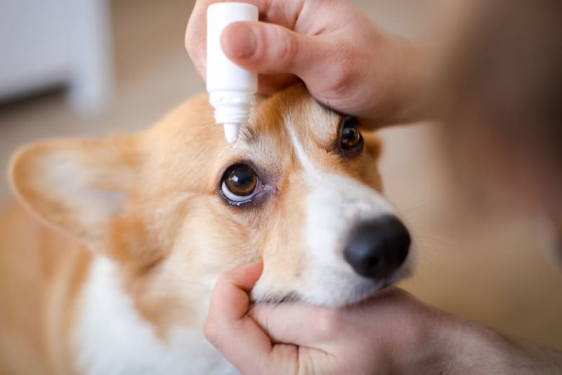 Can I Use Human Eye Drops For My Dog? | Renton Veterinary Specialists