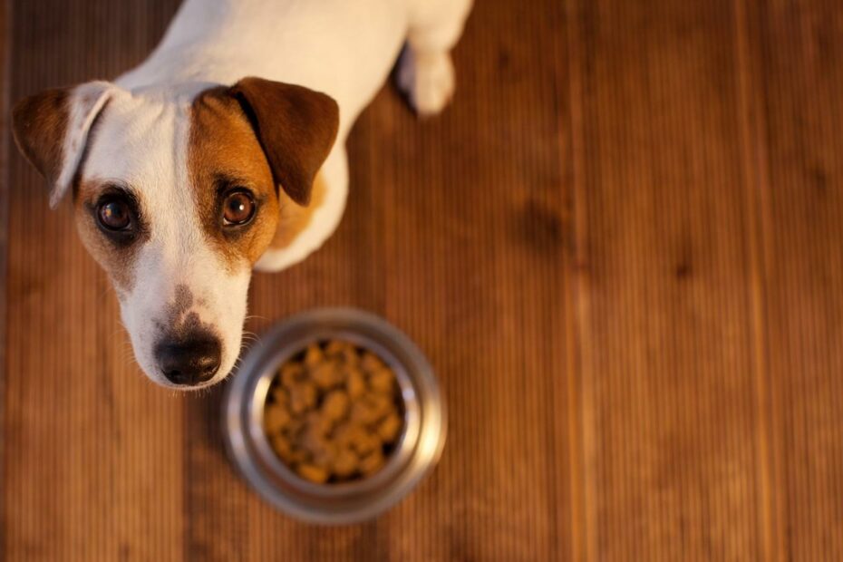 Can Dogs Eat Spicy Food? | Hill'S Pet