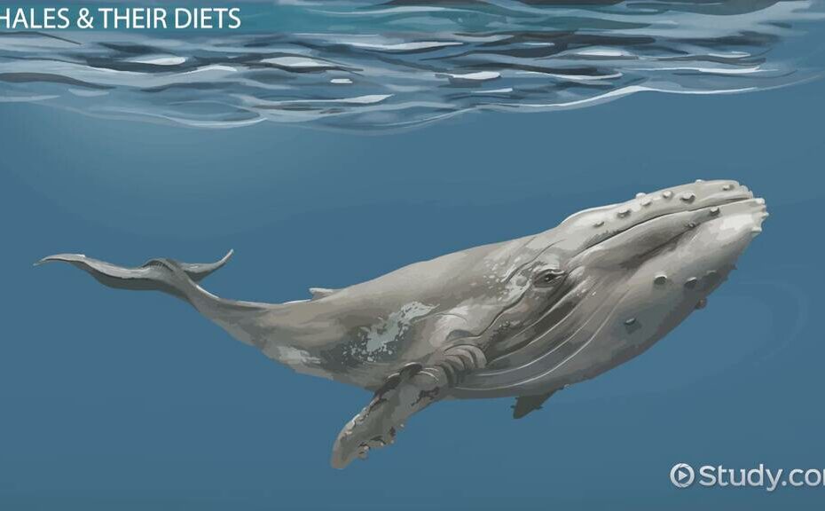 What Do Whales Eat? - Lesson For Kids - Video & Lesson Transcript |  Study.Com