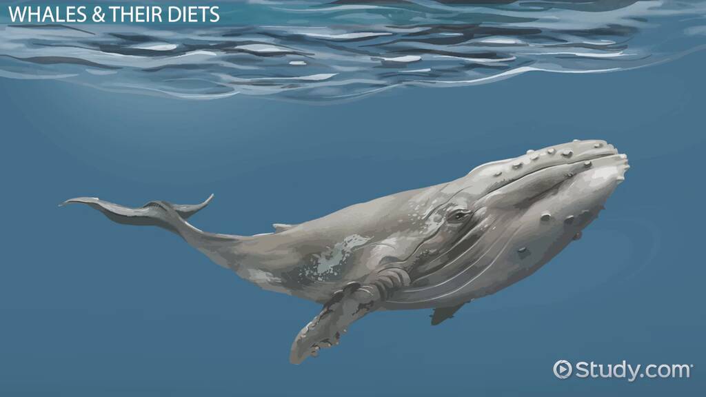 What Do Whales Eat? - Lesson For Kids - Video & Lesson Transcript |  Study.Com