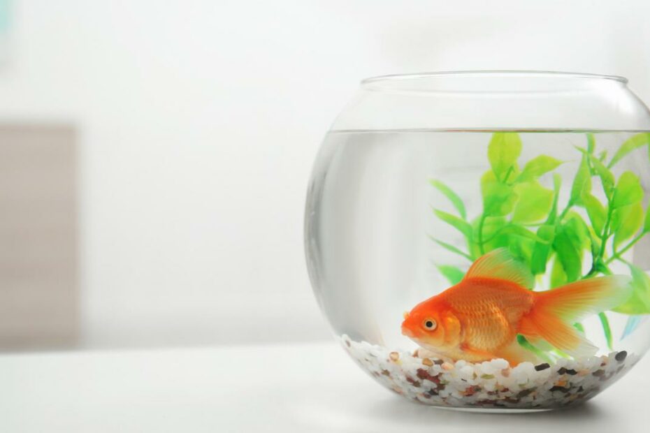 How Much Does It Cost To Set Up And Maintain A Freshwater Fish Tank?