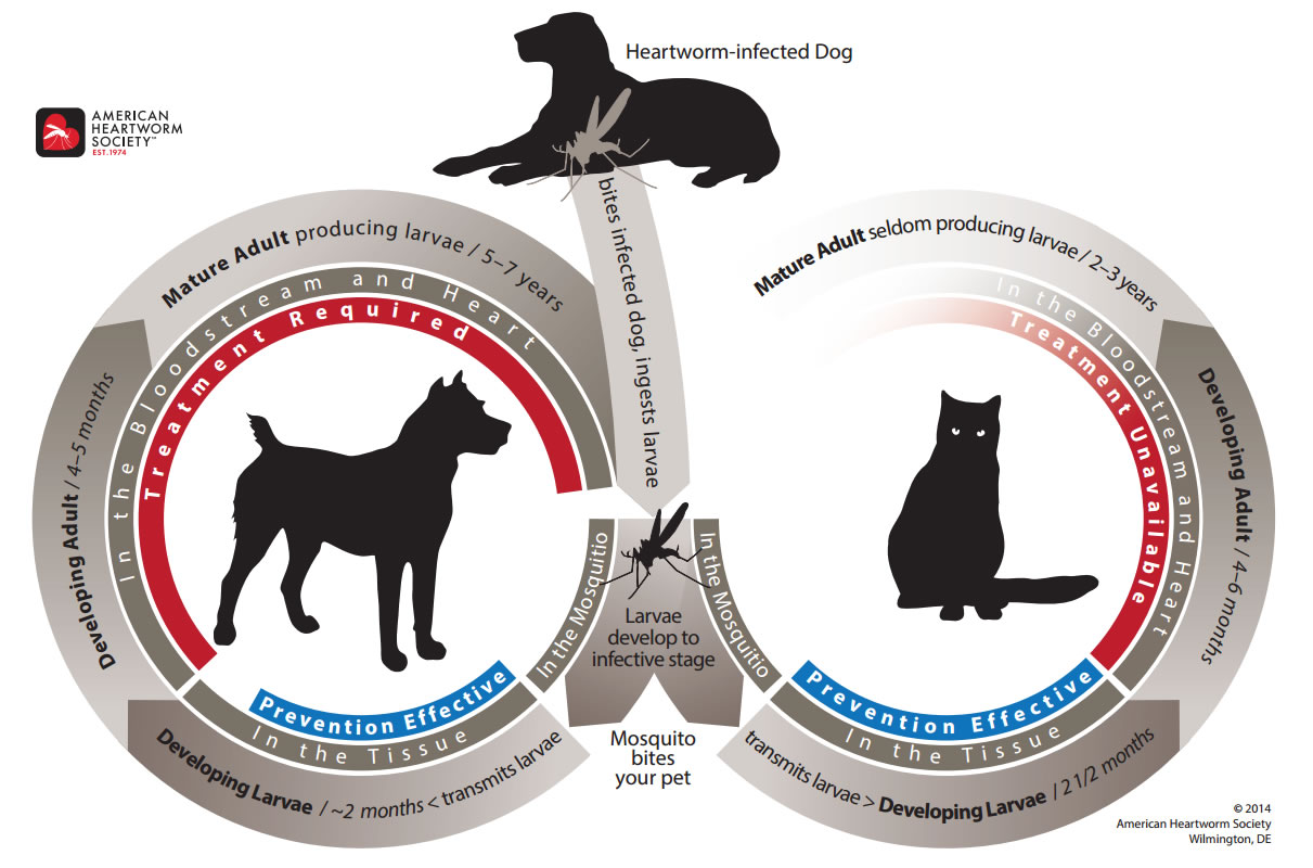 Heartworm Basics - American Heartworm Society