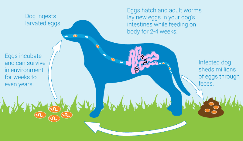 Importance Of Deworming In Pets & Related Medicines | Dogspot.In