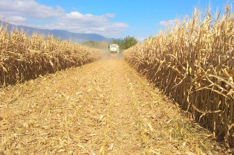 Yield, Harvest And Post-Harvest Handling Of Maize - Wikifarmer