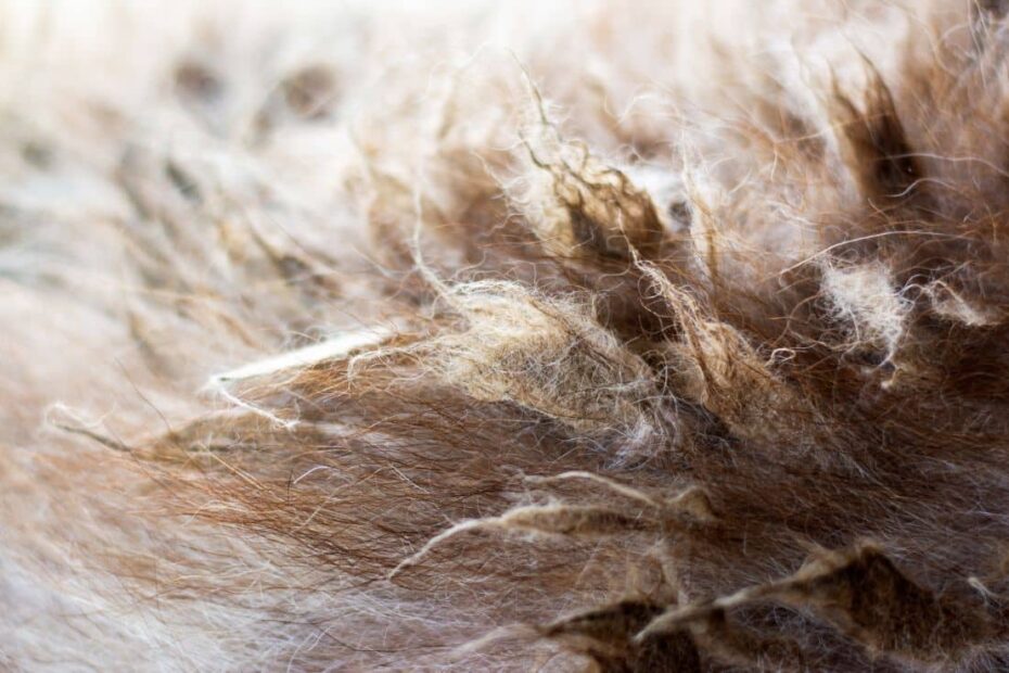 Matted Dog Hair: Best Way To Get Rid Of It - Canine Journal