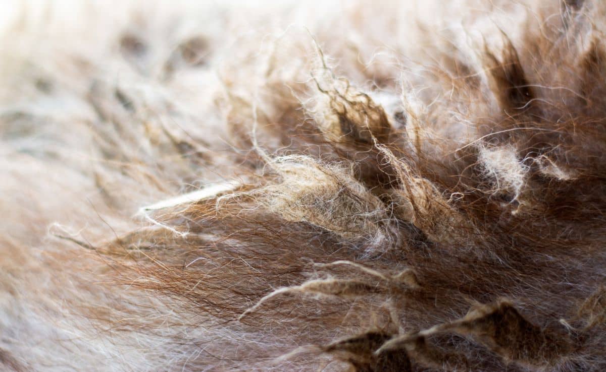 Matted Dog Hair: Best Way To Get Rid Of It - Canine Journal