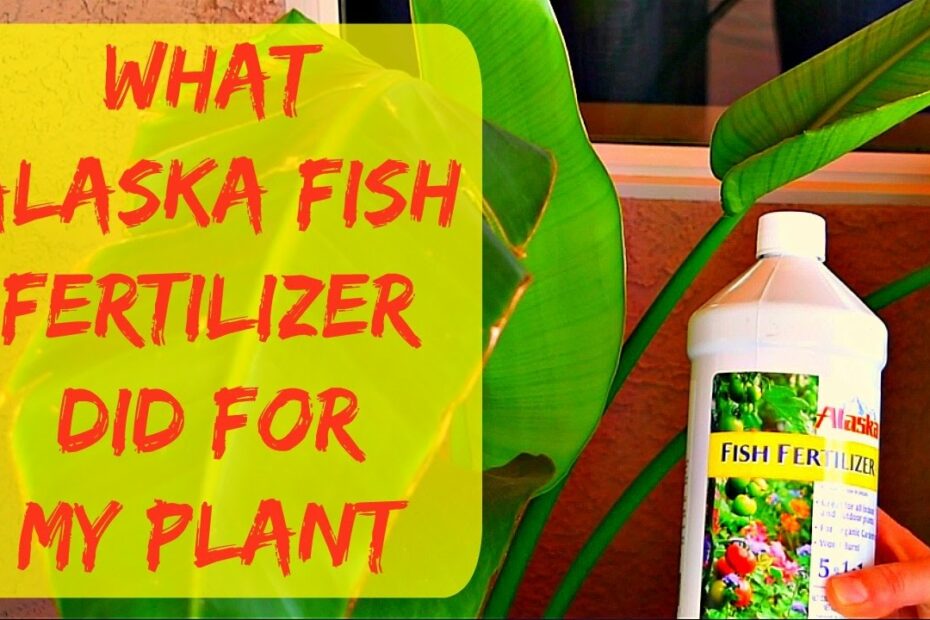 Liquid Alaska Organic Fish Fertilizer For Plants - New Leaf Grew 3 Times  Bigger - Gardening Tips - Youtube