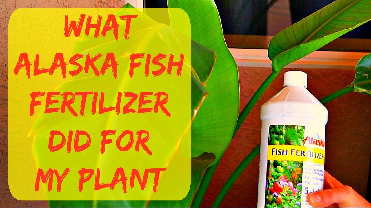 Liquid Alaska Organic Fish Fertilizer For Plants - New Leaf Grew 3 Times  Bigger - Gardening Tips - Youtube