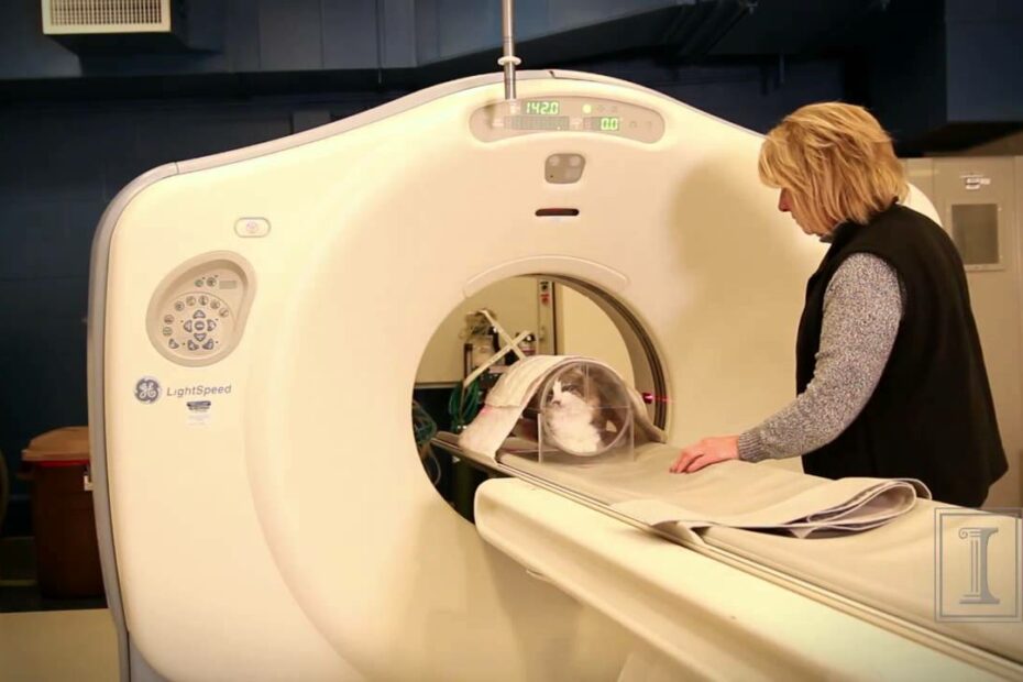 How Much For A Ct Scan For A Dog Unveiling The Costs