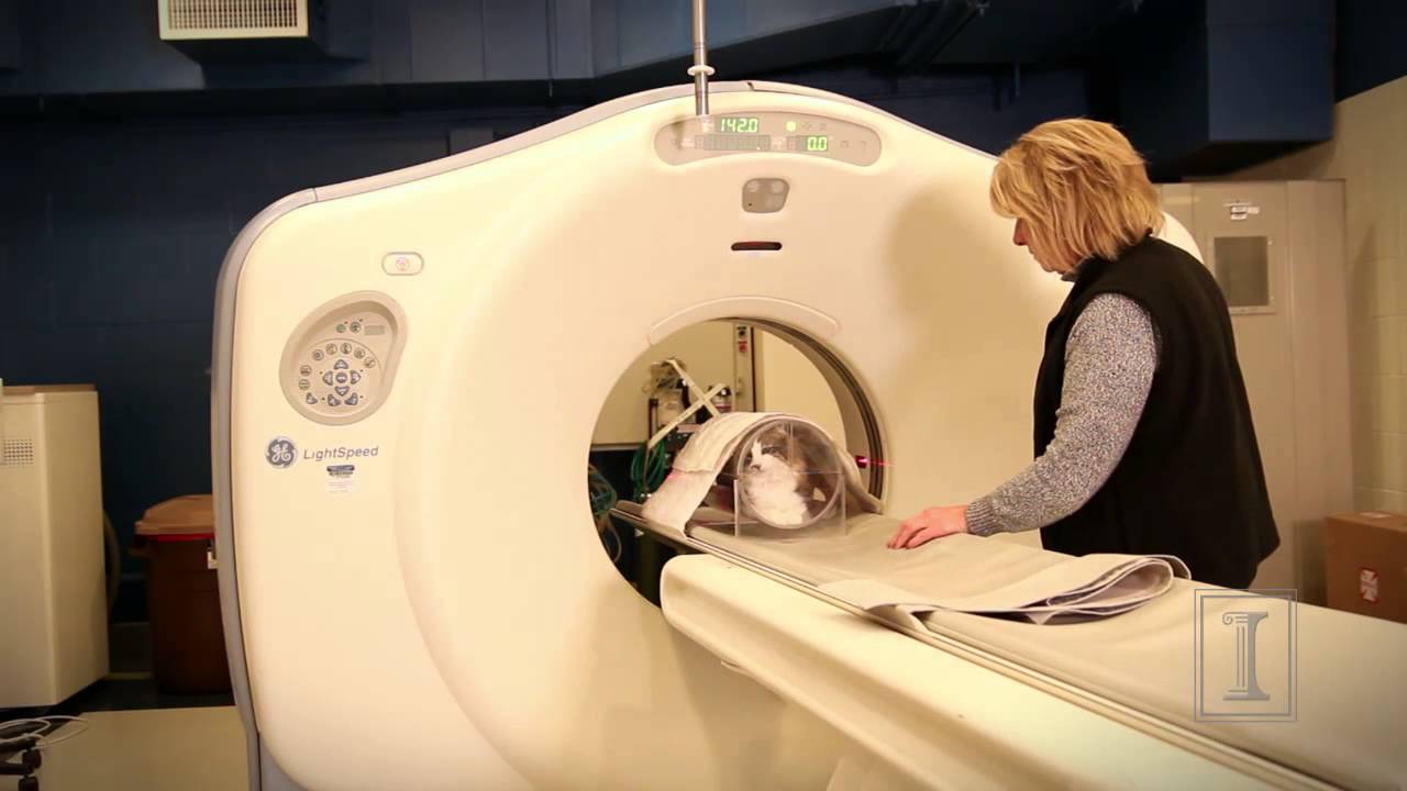 Cat' Scan Also For Dogs - Youtube