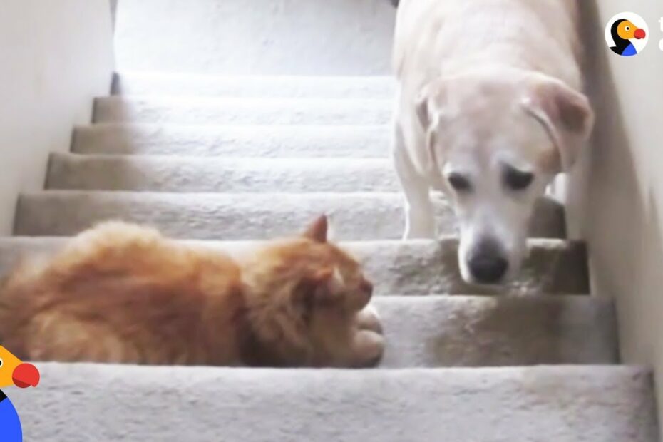 Dogs Who Are Afraid Of Cats Compilation | The Dodo - Youtube