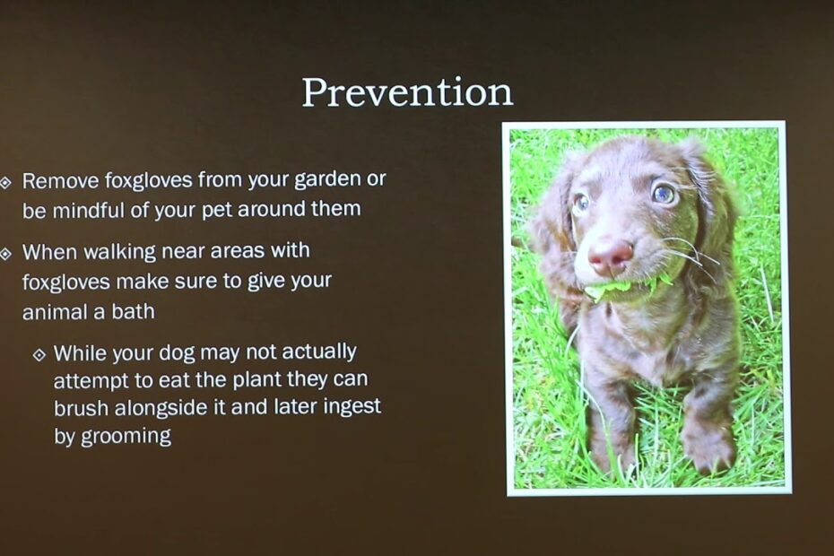 Foxglove Poisoning In Dogs - Youtube