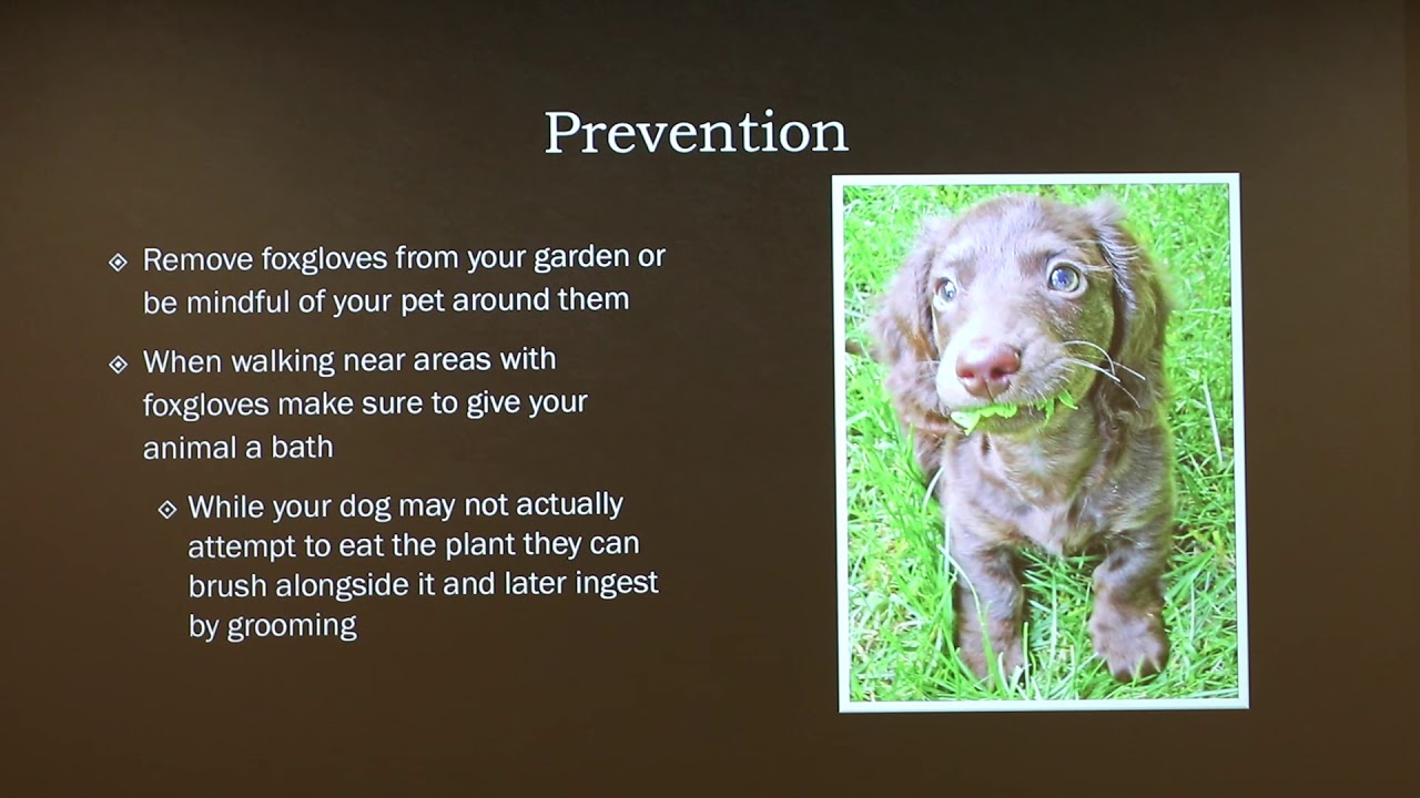 Foxglove Poisoning In Dogs - Youtube