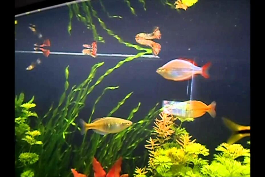 Can Rainbow Fish Live With Guppies? - Aquarium Sphere