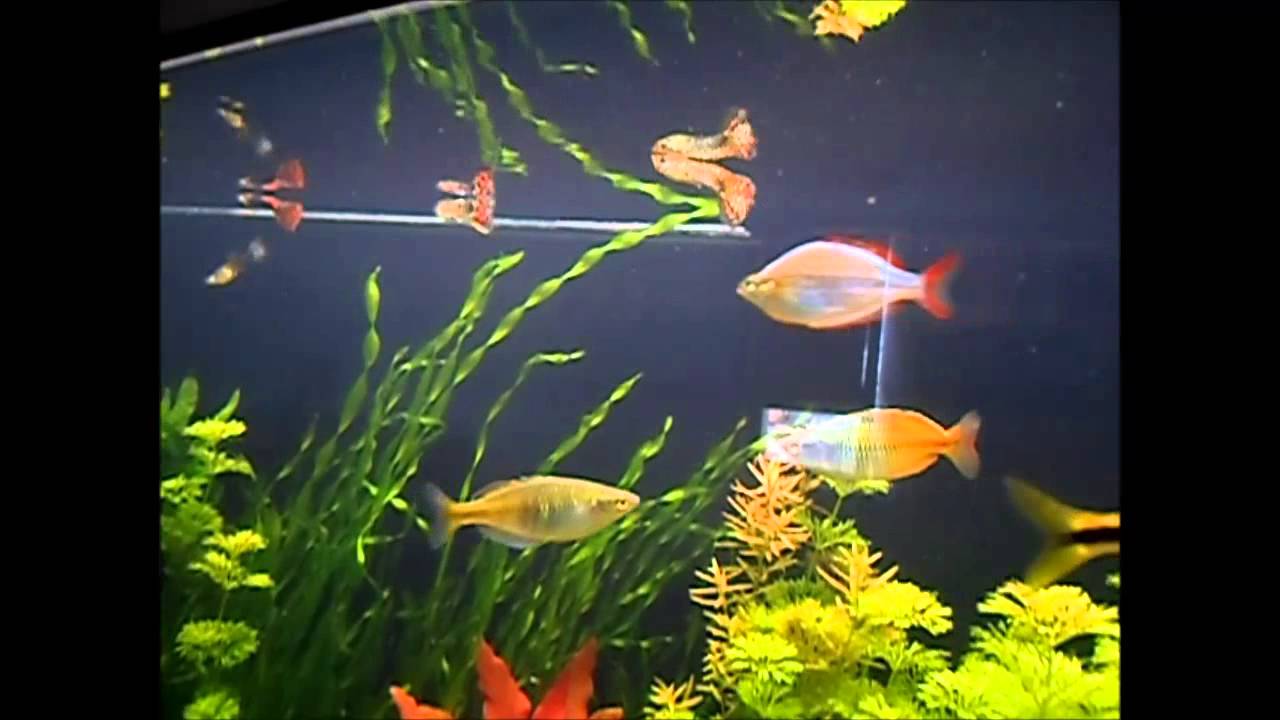 Can Rainbow Fish Live With Guppies? - Aquarium Sphere