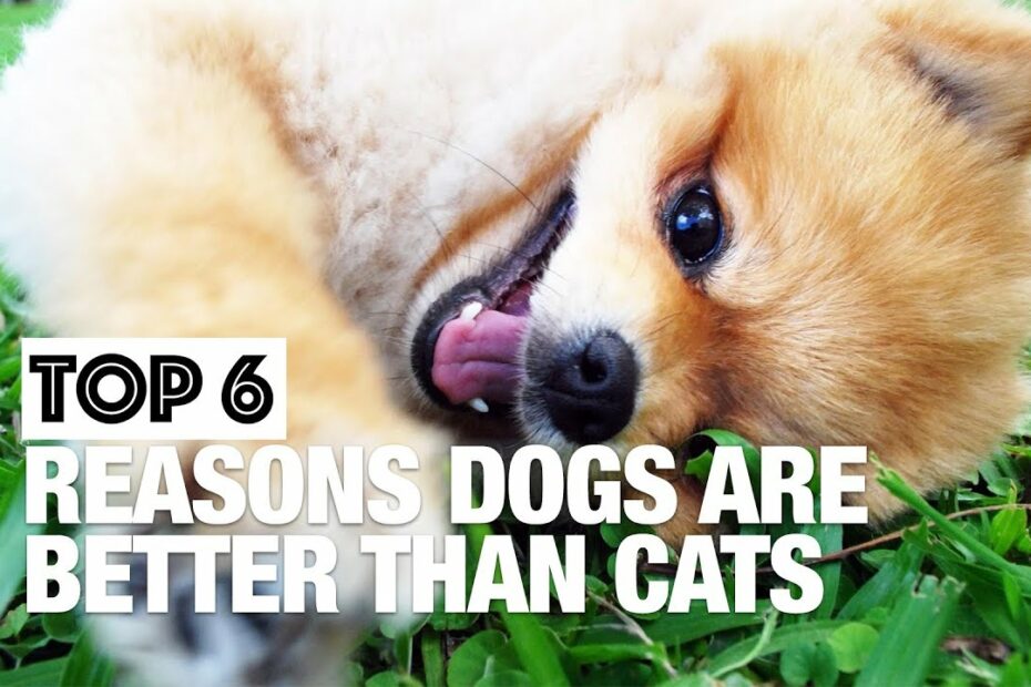 Six Reasons Why Dogs Are Better Than Cats - Youtube