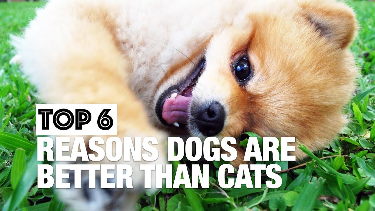 Six Reasons Why Dogs Are Better Than Cats - Youtube