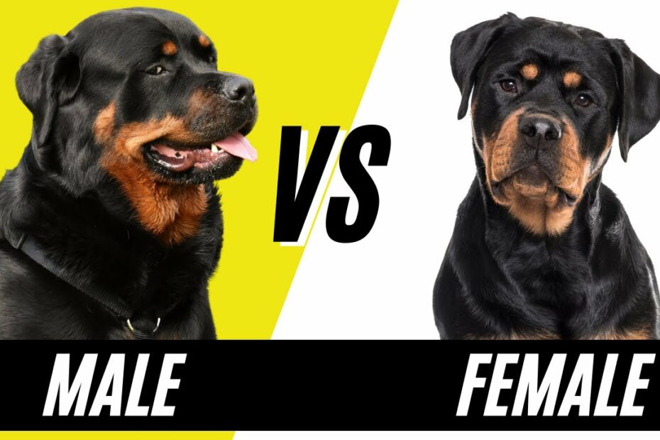 Male Rottweiler Vs Female Rottweiler - Compare And Contrast Rottweilers -  Youtube