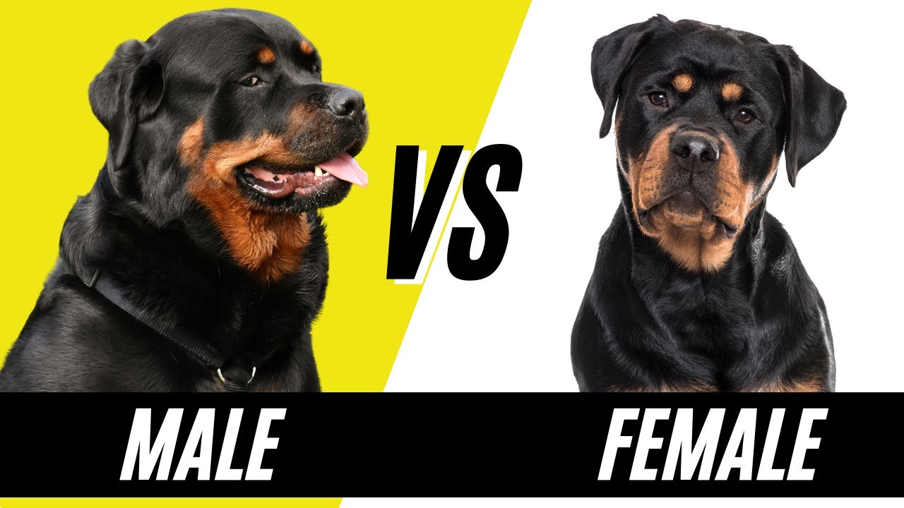 Male Rottweiler Vs Female Rottweiler - Compare And Contrast Rottweilers -  Youtube