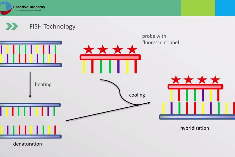 Fluorescent In Situ Hybridization (Fish) Assay - Youtube