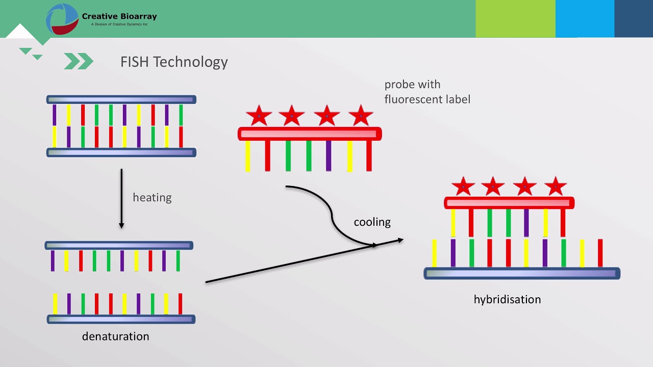 Fluorescent In Situ Hybridization (Fish) Assay - Youtube